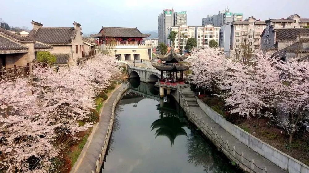 花开瓮安瓮安这里早樱盛开啦