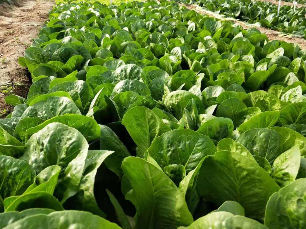 蔬菜|春天适合种的蔬菜，撒一把种子，青菜每天都摘不完