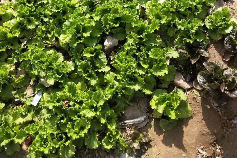 蔬菜|春天适合种的蔬菜，撒一把种子，青菜每天都摘不完