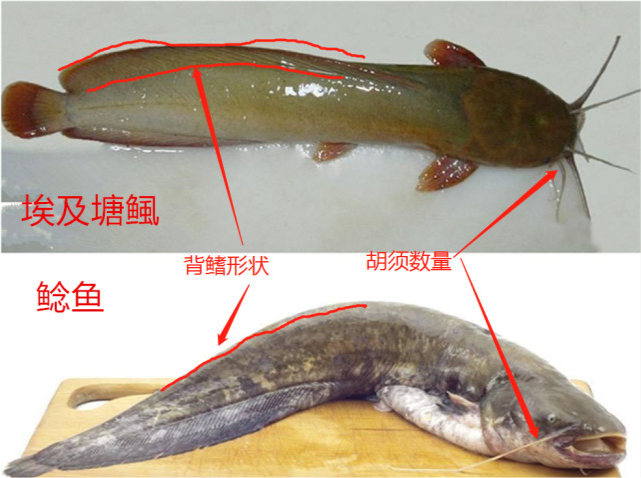 胡子鱼跟江团鱼的区别图片