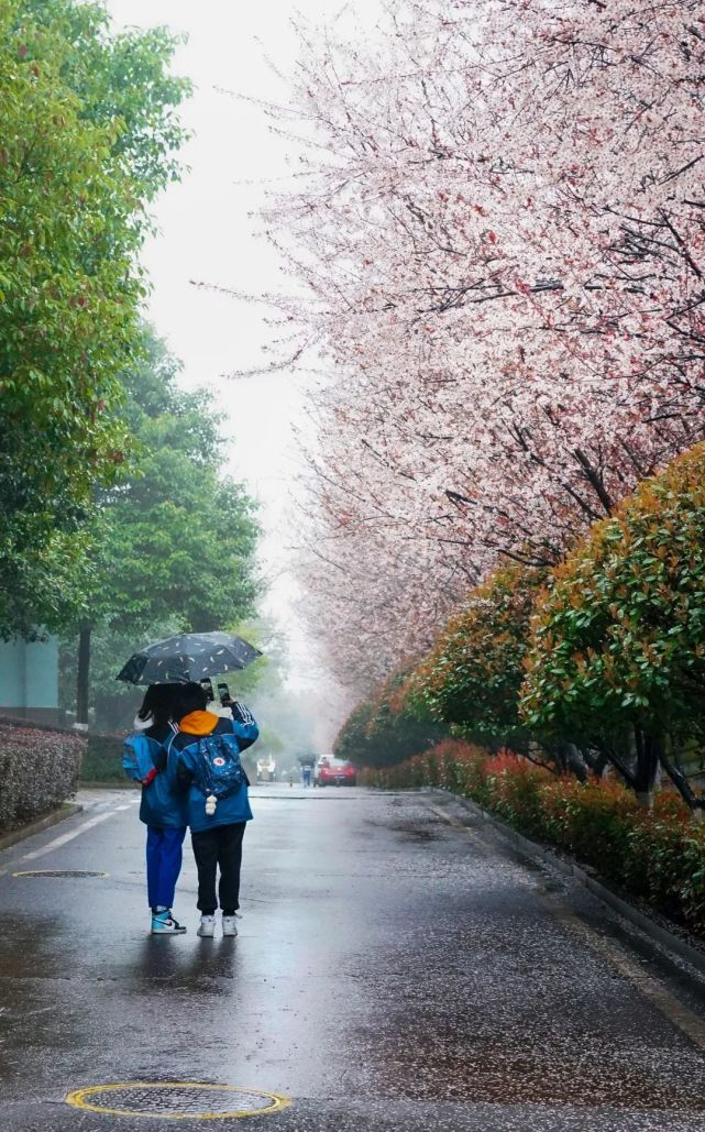 湖南這些校園的春景美醉了