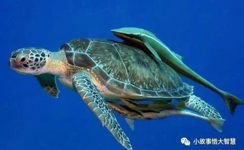 印鱼是著名的海洋"旅行家",它背部长有椭圆形的吸