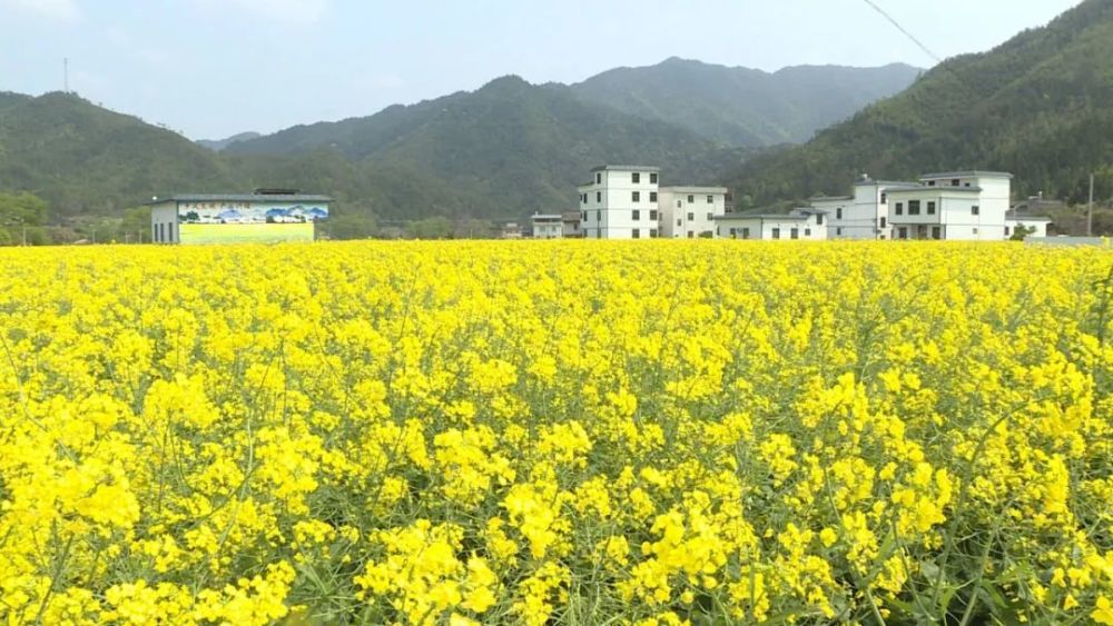 日前,记者来到和平县浰源镇山下村,看到田野里油菜花一片金黄,一簇簇