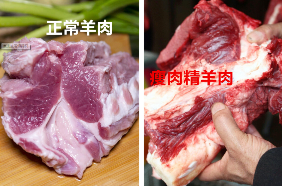 你还敢吃羊肉串吗315曝瘦肉精羊肉养殖户躲避追查有一套