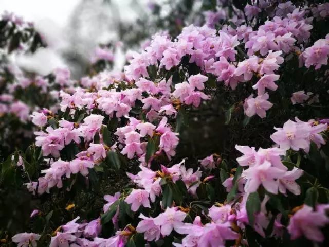 資源縣杜鵑花開滿山咯一起去看看