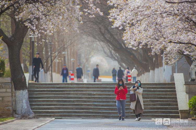 山师校园樱花大道花开了