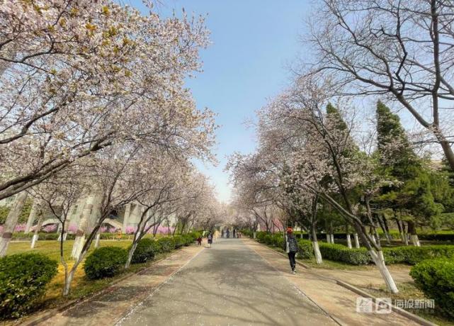山师校园樱花大道花开了
