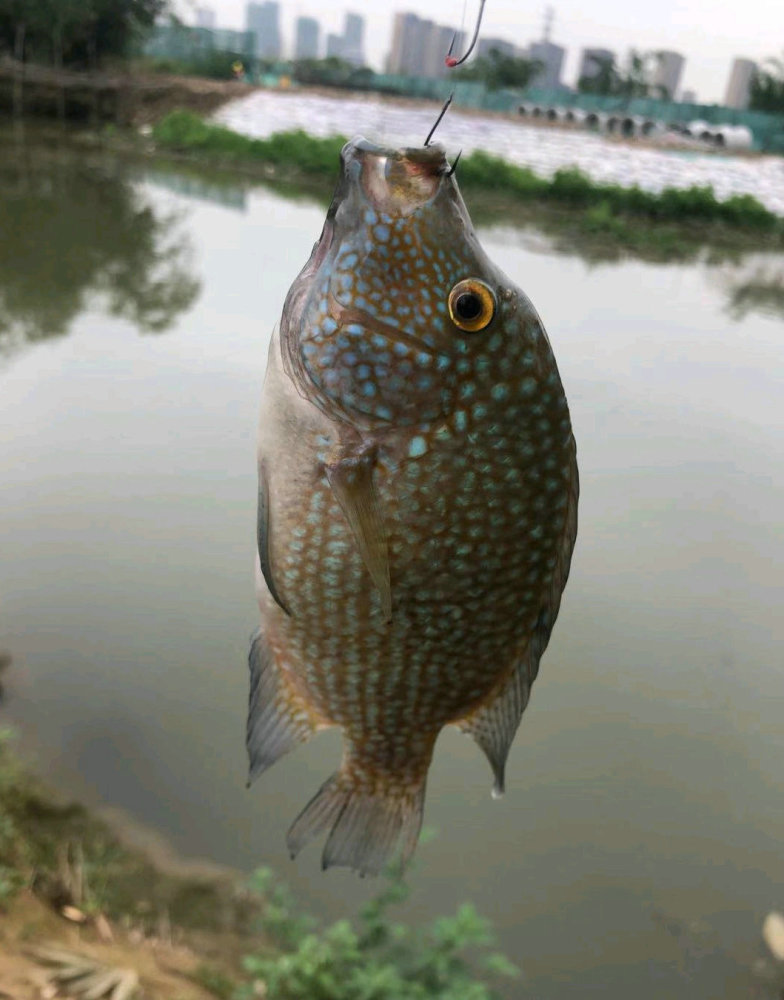 浙江仙居河道里出現許多太陽魚當地釣魚人太鮮美不夠吃