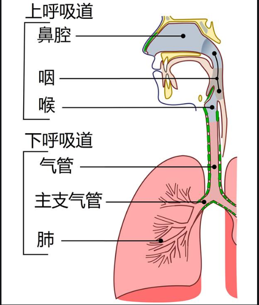 气管分层结构图图片