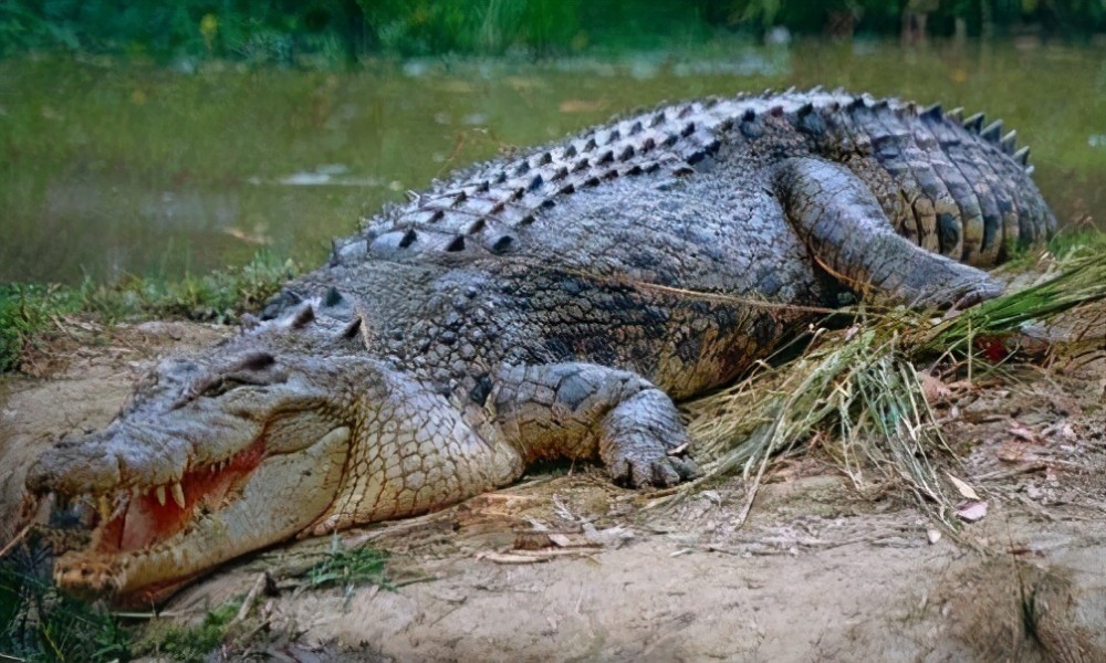 食人鳄袭击1000人致死载入吉尼斯纪录为何还被认为造谣