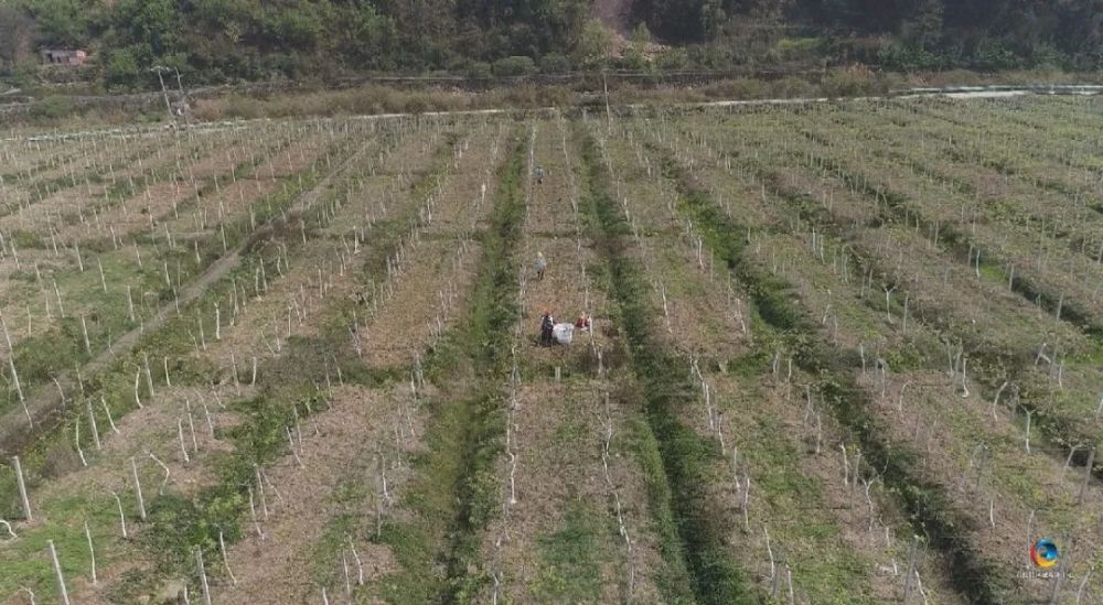 植保无人机|【六枝融媒】六枝：植保无人机护航产业发展