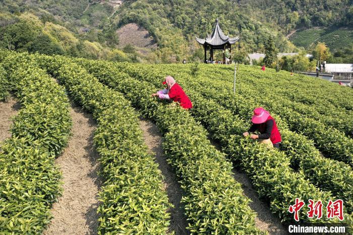 叶子|一片“叶子”富多方百姓 浙江安吉白茶22日开采