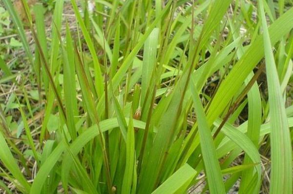 茅草|白茅被视为有害野草，根部药用价值很高，为何农民不愿种植