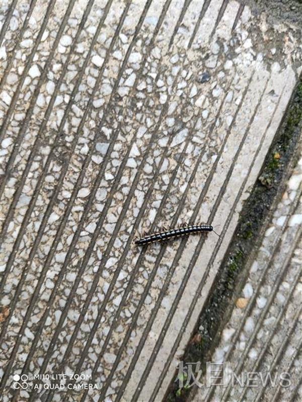 武汉一地铁站附近出现大量黑色爬虫,专业人士称是无毒的马陆