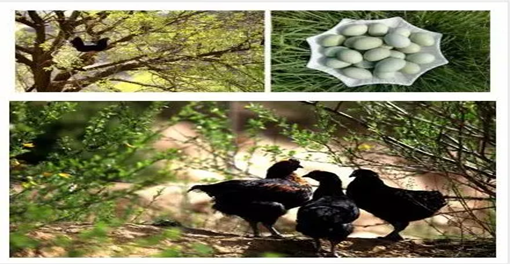 彭阳县|不知道这几样彭阳特产，那就是你的错了！