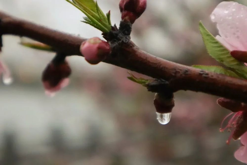 微雨漸收萬物初歇芳吐終來淡聽煙雨心晴雨亦晴春雨綿綿雖潤物有情冷雨