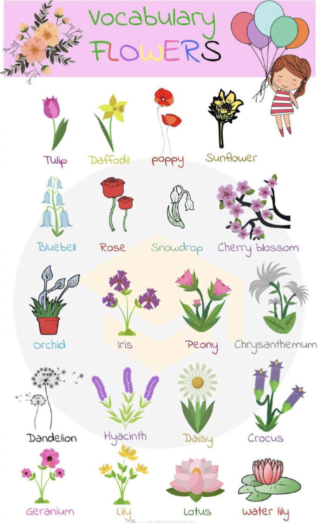 cactus仙人掌;poppy罂粟;tulip郁金香;chinese rose月季;violet紫罗