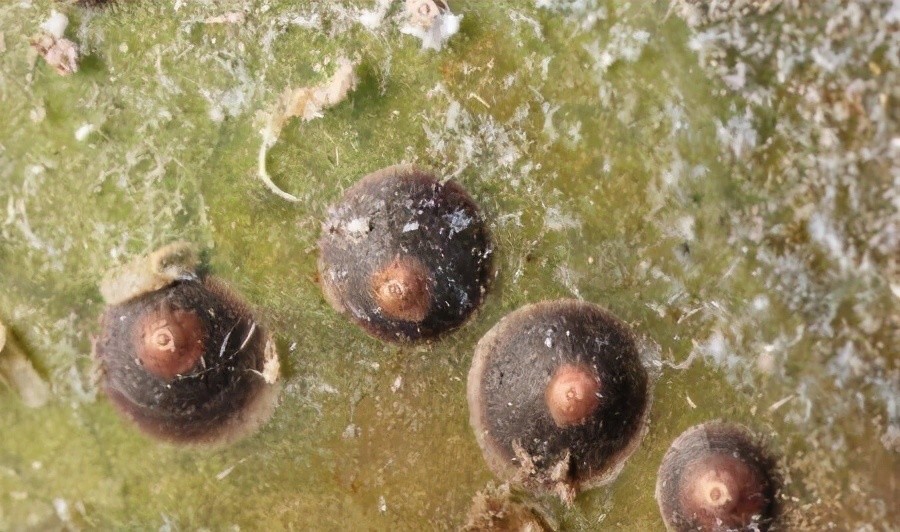 能直接引发台湾凤梨事件?专家:合情合理_腾讯新闻