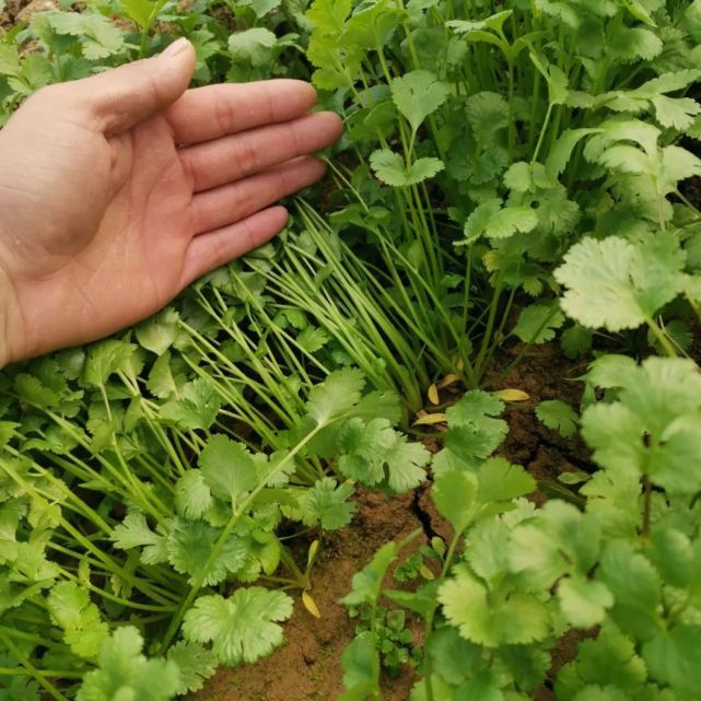 香菜的学名叫什么很多农村人的叫法才是最正确的