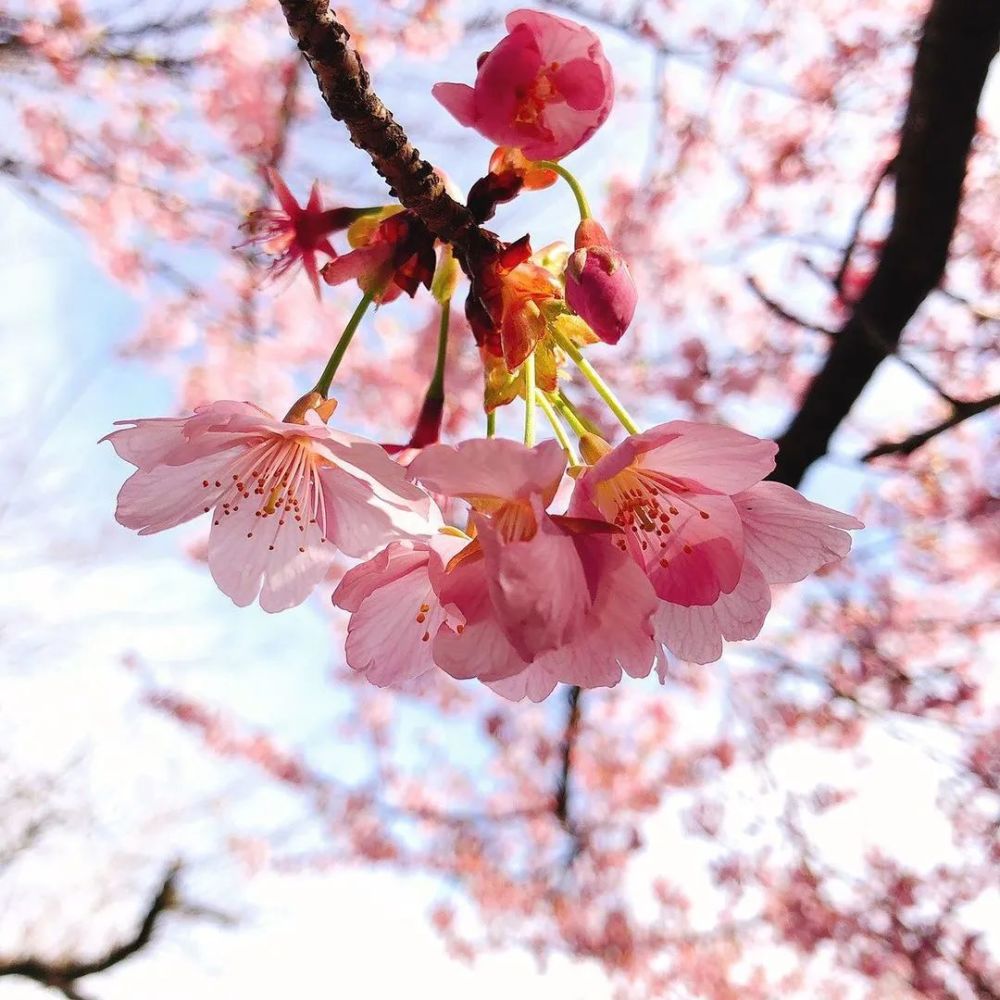 3月20日雲賞櫻佳地大阪城公園3000多株櫻花同時盛開記得去西之