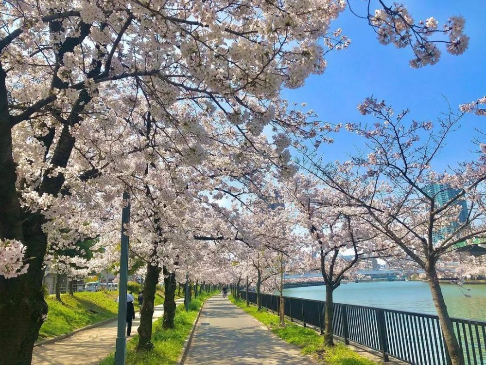 在ins裡日本2021櫻花季已經開始了