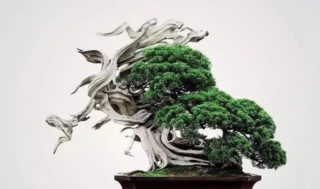 木村正彦的盆景世界 木村正彦 真柏