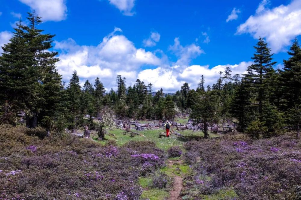 一眼就沦陷司藤取景地是什么神仙地方水上公路原始森林无边花海现在去