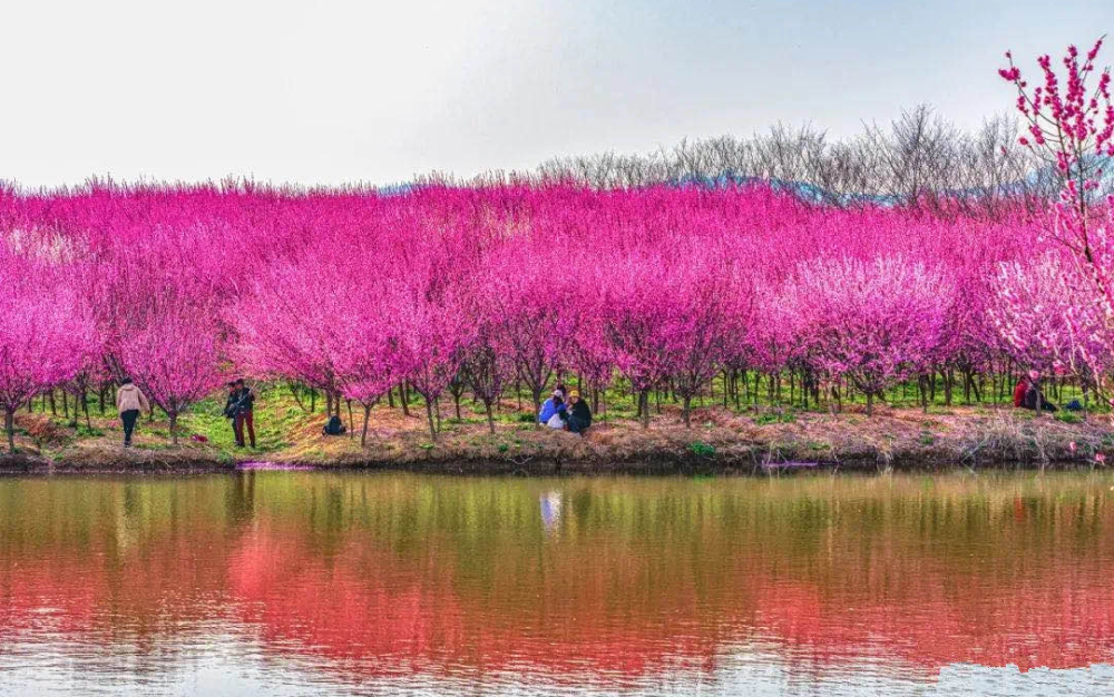 巢湖市夏閣鎮獨山村楊家大窪花期,品種:2-4月櫻花銀屏山風景區地址