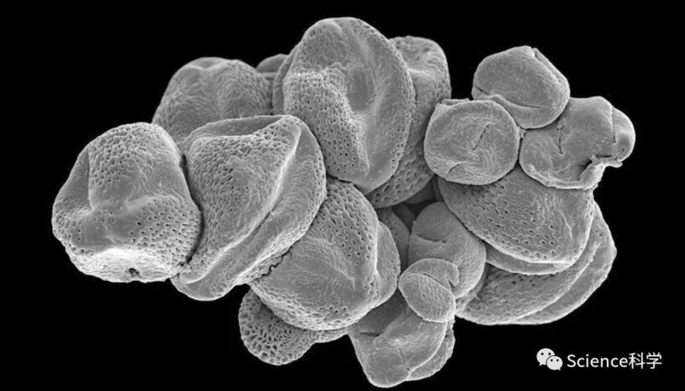 電子顯微鏡的圖像有助於鑑定花粉的起源.
