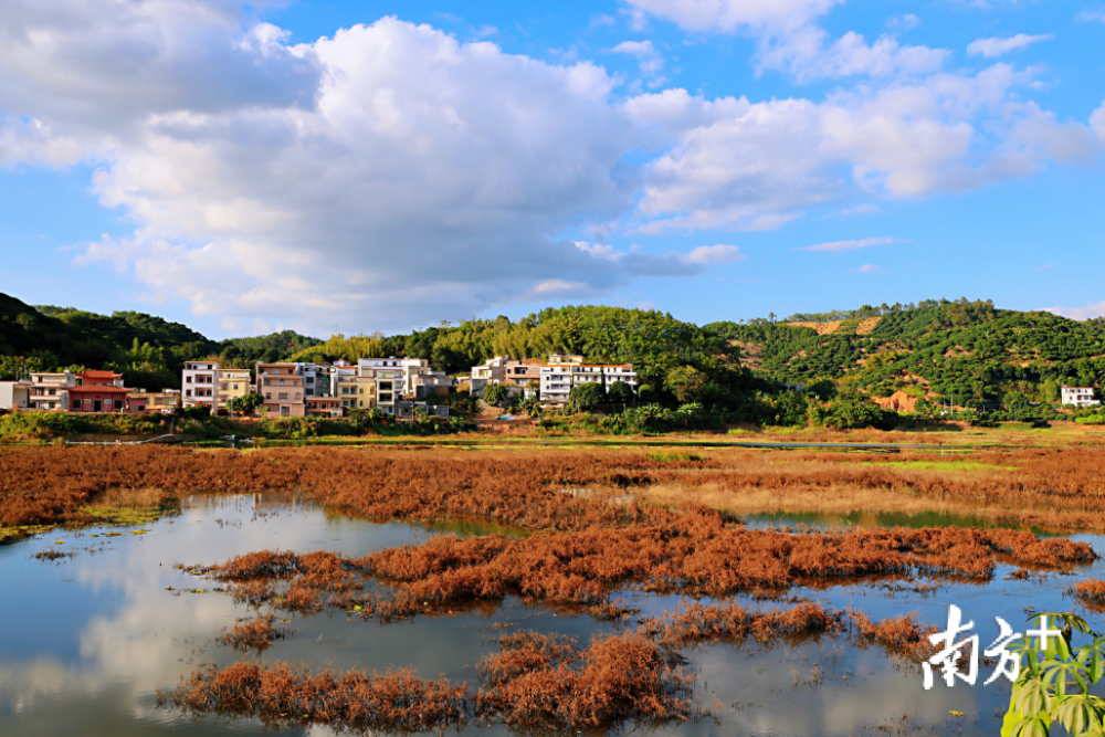 多圖|高州市平山鎮:荔樹花開,風景如畫