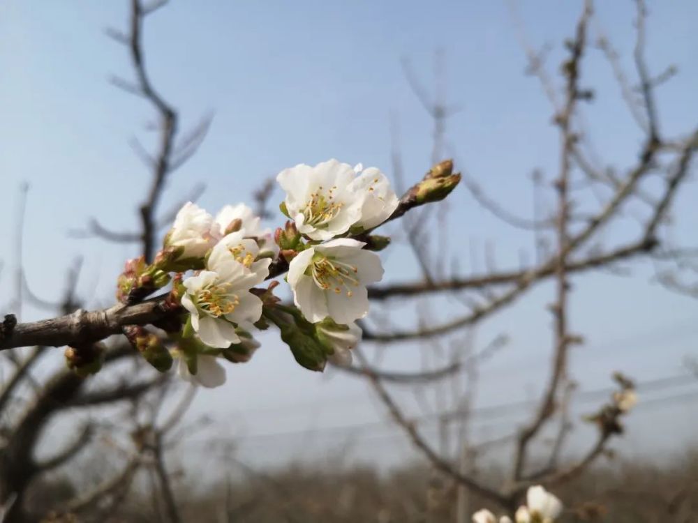 洩湖鎮蟠桃村一組果農武師傅有著十多年櫻桃種植經