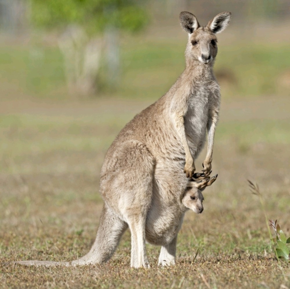 十大澳洲动物图片