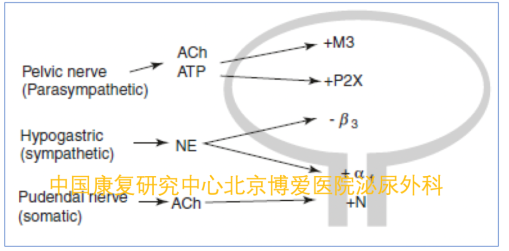 肾上腺|下尿路的药理学基础—肾上腺能机制｜神经源性下尿路功能障碍专栏 004