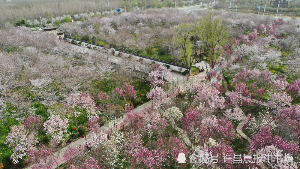 2021年3月16日,河南許昌,航拍的鄢陵唐韻櫻花園櫻花和玉蘭花爭相綻放