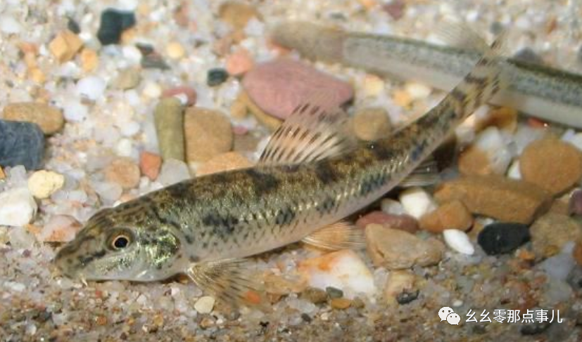 银鮈您钓过吗河里不起眼的小杂鱼其实学问大着呢