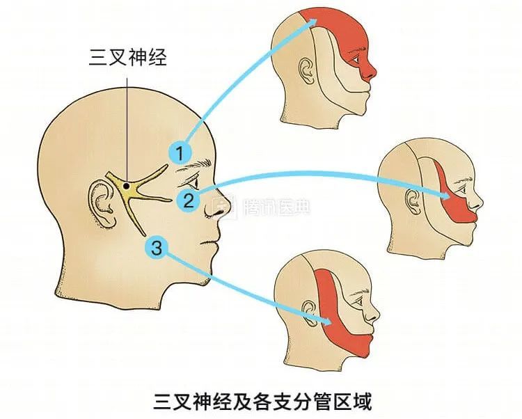 冈上肌神经支配图片