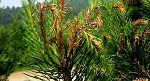 松树|松烂皮病的发生规律和防治技术-松树枯梢病防治技术