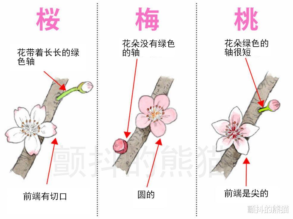 知道这个就能简单分辨樱花 梅花 桃花 腾讯新闻