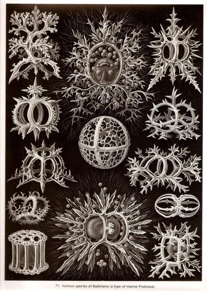 海克尔|生物学家海克尔的画作为什么这么美？他影响了20世纪初的艺术