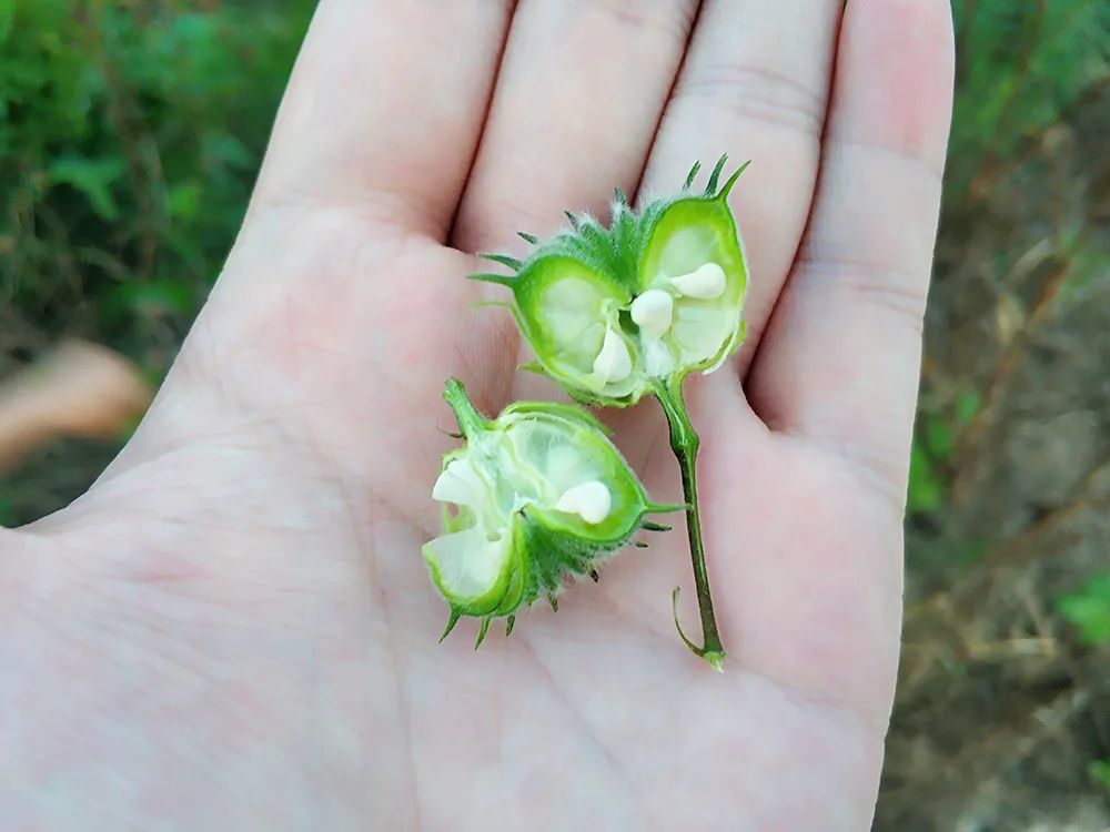 种植超2千年,曾是重要纺织作物,如今却沦为田边杂草,太可惜