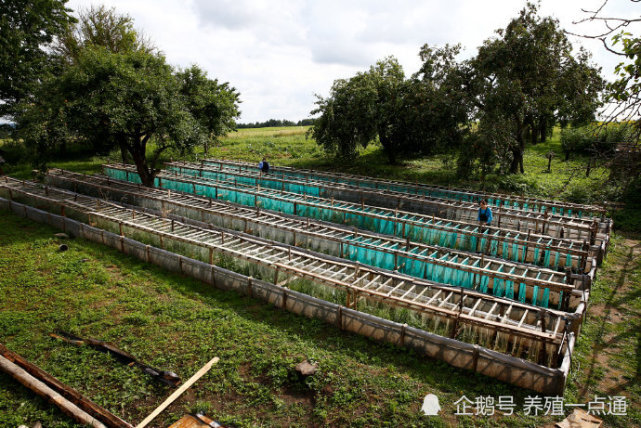蜗牛养殖方式比较和注意事项,北方宜室内,南方宜室外