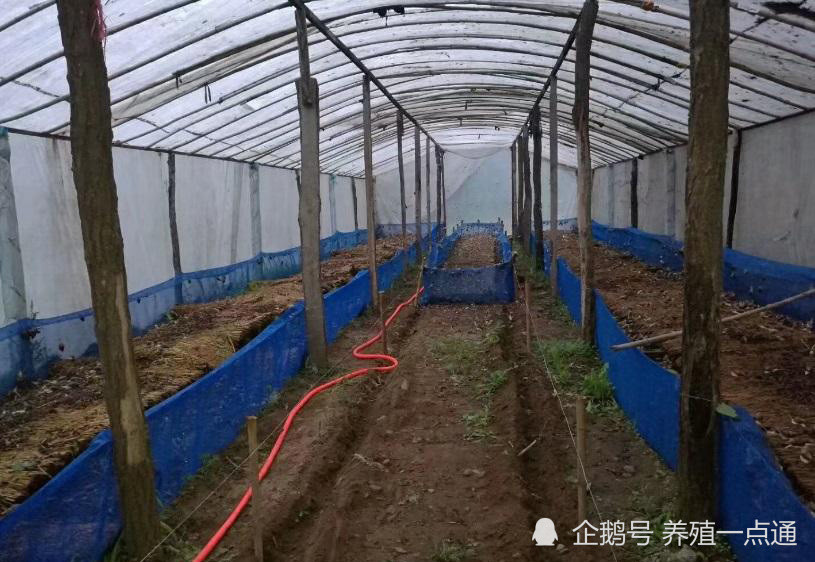 蜗牛|蜗牛养殖方式比较和注意事项，北方宜室内、南方宜室外