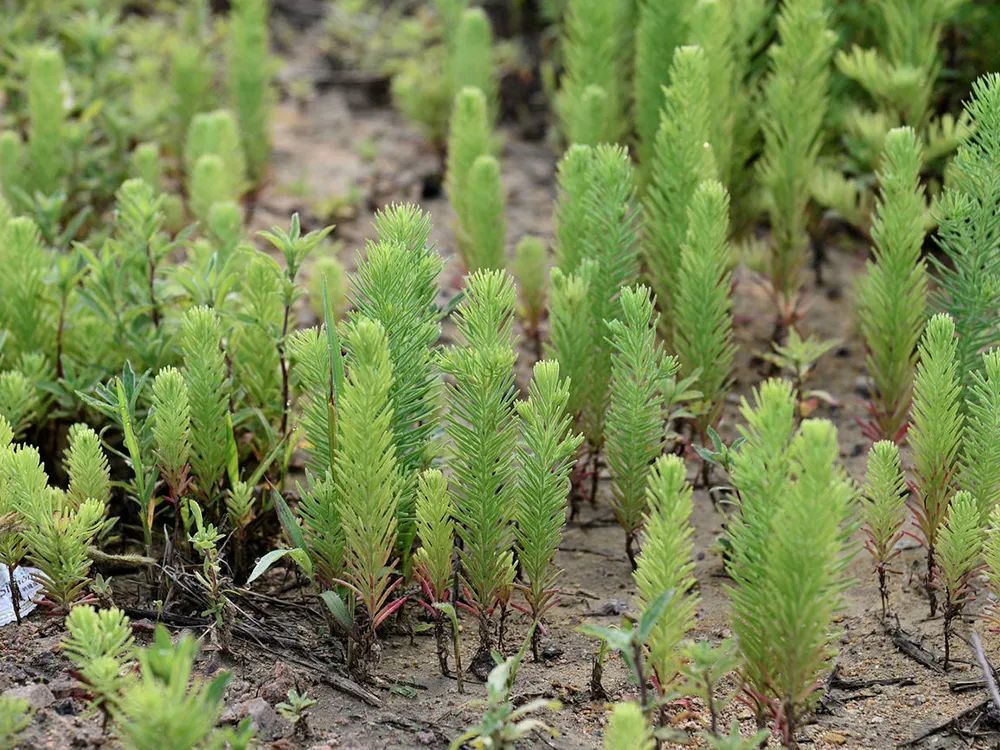 这野菜盐碱地里才长,味道有点咸,掐尖要趁早,包饺子是一绝_腾讯新闻