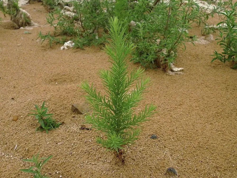 因此,碱蓬菜也有个别名,叫海蓬子,在北方海边的人,对它不陌生,一到