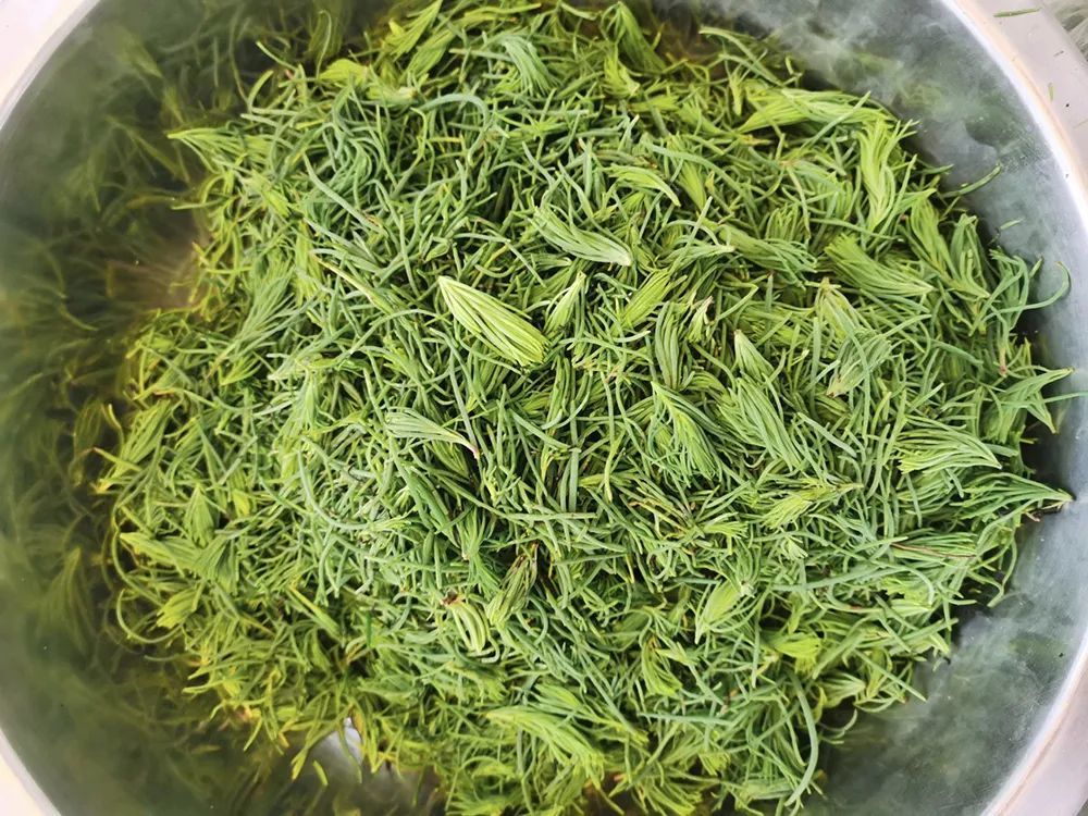 这野菜盐碱地里才长,味道有点咸,掐尖要趁早,包饺子是一绝_腾讯新闻