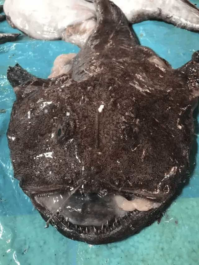 将软饭吃到极致的鱼,为了繁殖,竟然将自己变成雌性身上器官|鮟鱇|雄鱼