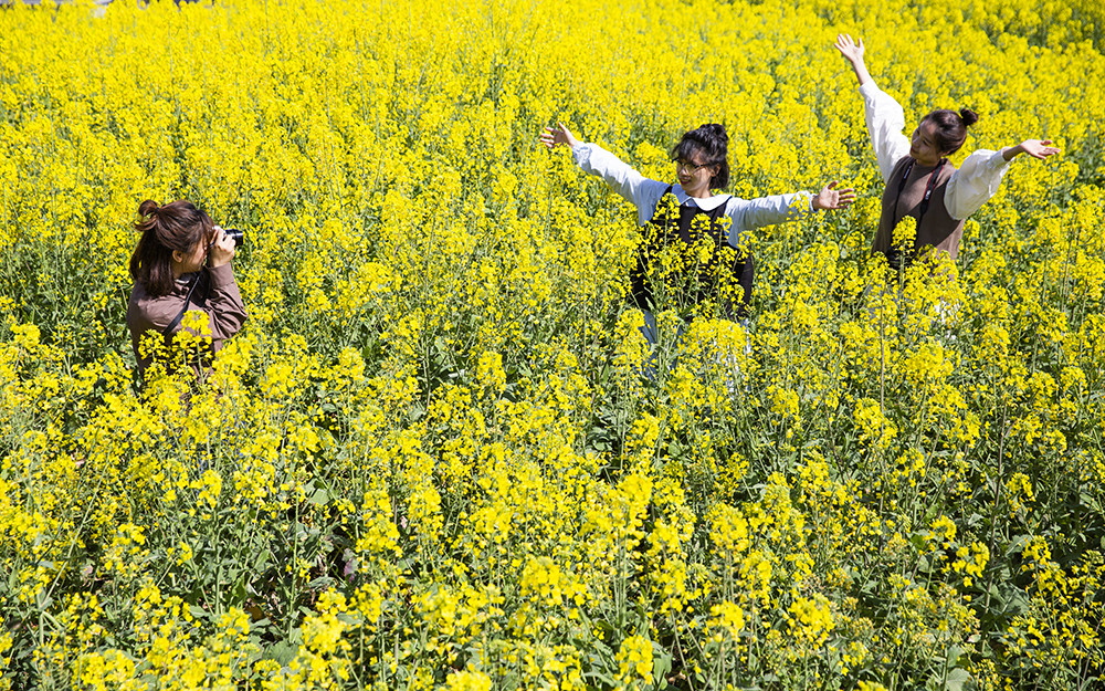 春风一拂 草木葱茏 桑洲的油菜花黄了 腾讯新闻