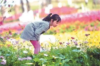 花粉过敏|原来花粉过敏的“元凶”不是花，竟然是……