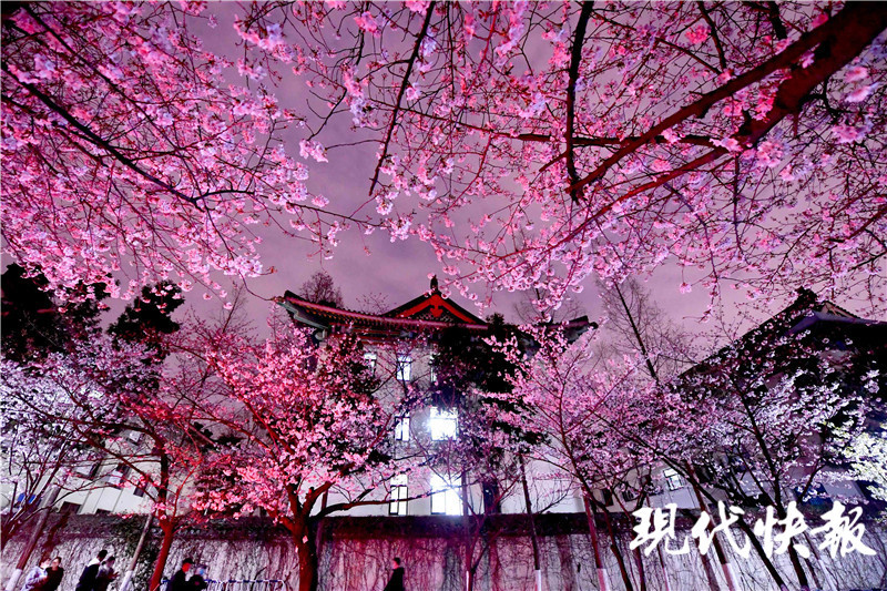 南京鸡鸣寺路夜樱春夜不容错过的美丽