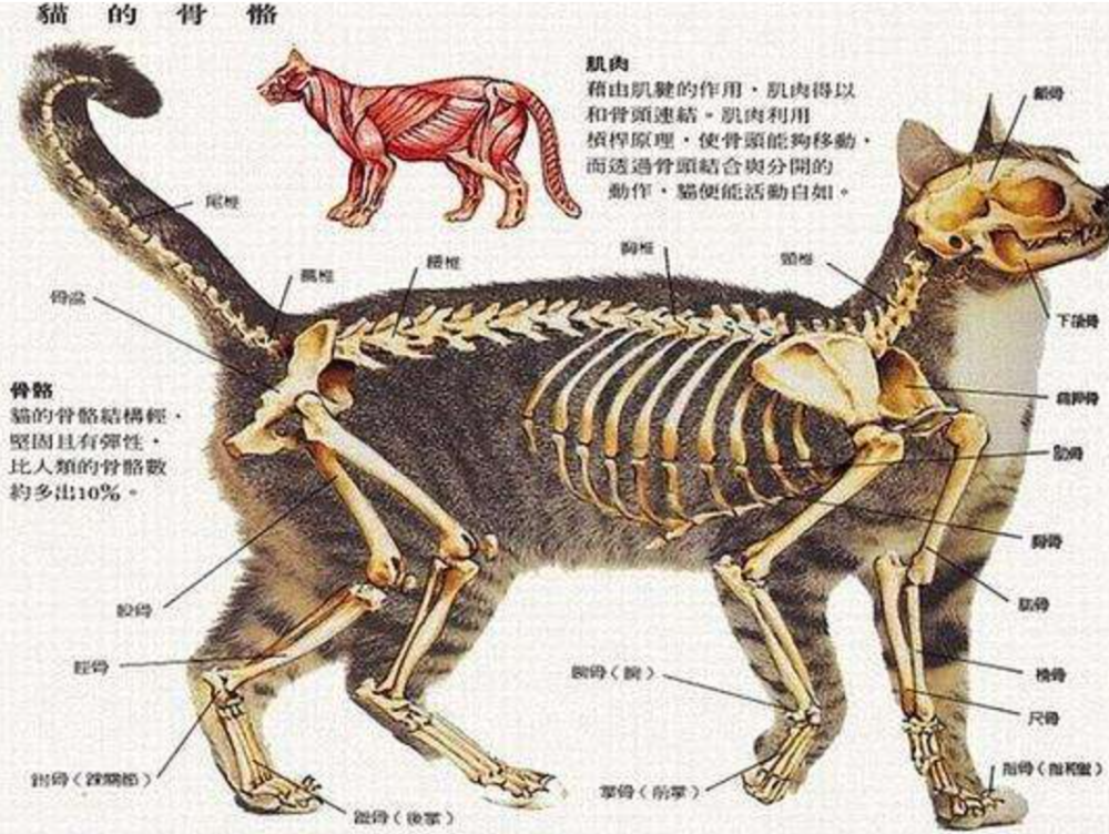 猫的繁殖过程图片